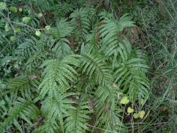 Blechnum montanum. Fertile and sterile fronds on mature plants.
 Image: L.R. Perrie © Leon Perrie CC BY-NC 3.0 NZ